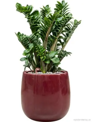 Zamioculcas zamiifolia 'Zenzi' in Balloon - Vaxtinredarna.se