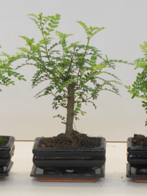 Zanthoxylum piperitum Bonsai