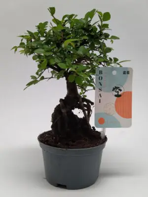 Zelkova serrata - Vaxtinredarna.se