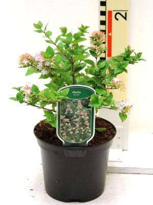 Abelia chinensis - Vaxtinredarna.se