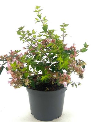 Abelia chinensis 'Raspberry Profusion' - Vaxtinredarna.se