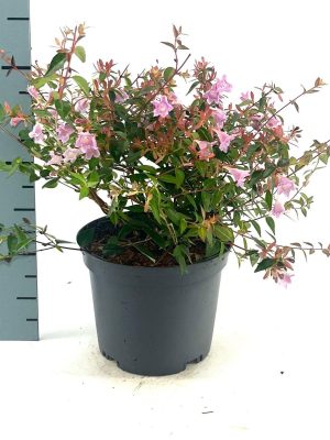 Abelia grandiflora 'Edward Goucher' - Vaxtinredarna.se