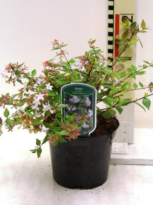 Abelia grandiflora 'Francis Mason' - Vaxtinredarna.se