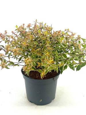 Abelia grandiflora 'Radiance' - Vaxtinredarna.se