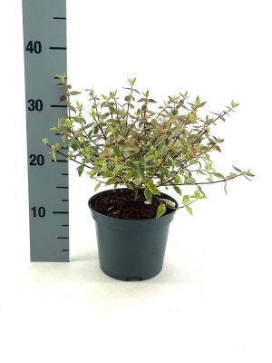 Abelia grandiflora 'Sparkling Silver' - Vaxtinredarna.se