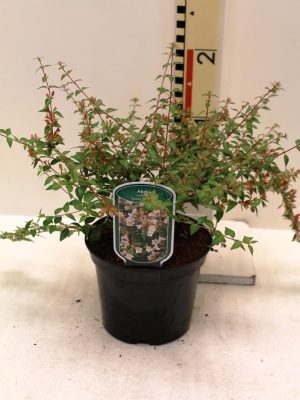 Abelia grandiflora 'Sunny Charms' - Vaxtinredarna.se