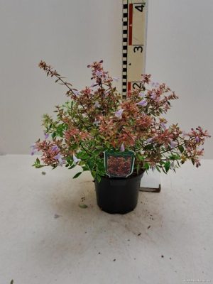 Abelia grandiflora 'Sunshine Daydream' - Vaxtinredarna.se