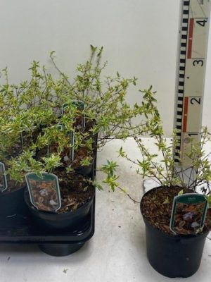 Abelia grandiflora 'Tricolor Charm' - Vaxtinredarna.se