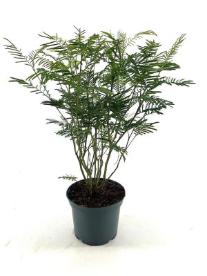 Acacia dealbata - Vaxtinredarna.se
