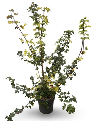 Acer campestre - Vaxtinredarna.se