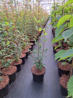 Acer griseum - Vaxtinredarna.se