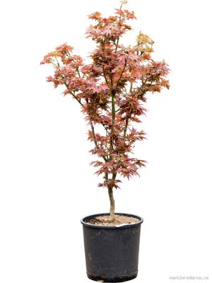 Acer jap. 'Green' (120-150) - Vaxtinredarna.se