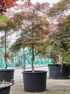 Acer pal. diss. 'Garnet' - Vaxtinredarna.se