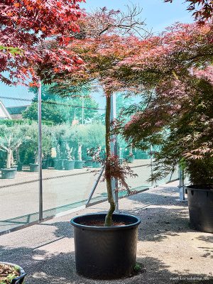 Acer pal. diss. 'Garnet' - Vaxtinredarna.se