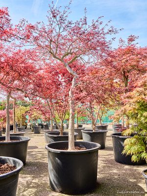 Acer pal. diss. 'Inaba-shidare' - Vaxtinredarna.se