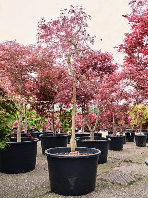 Acer pal. diss. 'Inaba-shidare' - Vaxtinredarna.se