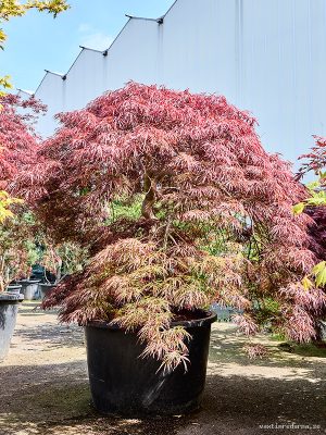 Acer pal. diss. 'Ornatum' - Vaxtinredarna.se