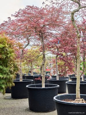Acer pal. diss 'Ornatum' - Vaxtinredarna.se