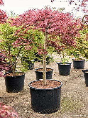 Acer pal. diss. 'Stella Rossa' - Vaxtinredarna.se