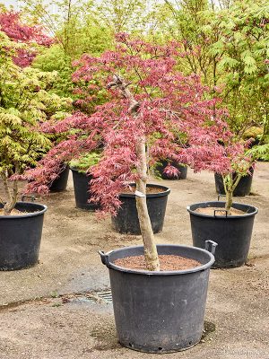 Acer pal. diss. 'Stella Rossa' - Vaxtinredarna.se