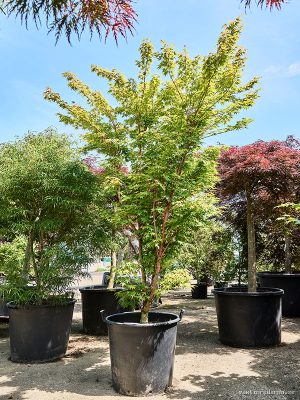 Acer pal. 'Sangokaku' - Vaxtinredarna.se