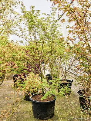Acer pal. 'Seiryu' - Vaxtinredarna.se