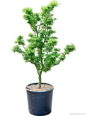 Acer pal. 'Shishigashira' (90-130) - Vaxtinredarna.se