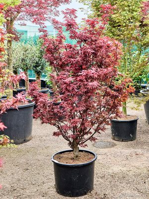 Acer pal. 'Skeeter's Broom' (160-200) - Vaxtinredarna.se