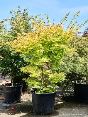 Acer pal. 'Summer Gold' - Vaxtinredarna.se