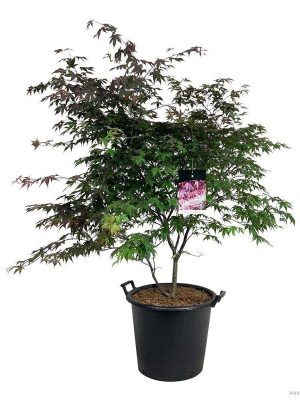 Acer palmatum 'Atropurpureum' - Vaxtinredarna.se