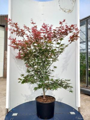 Acer palmatum 'Atropurpureum' - Vaxtinredarna.se