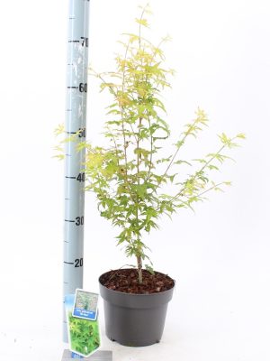 Acer palmatum 'Bi-Hoo' - Vaxtinredarna.se