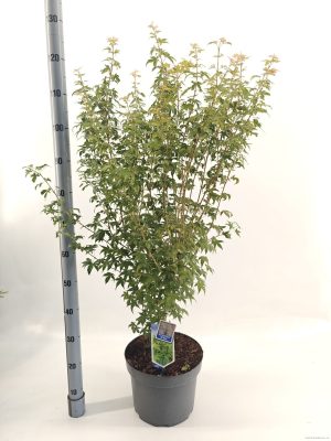 Acer palmatum 'Bi-Hoo' - Vaxtinredarna.se