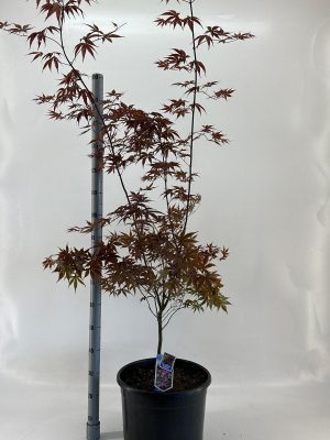 Acer palmatum 'Bloodgood' - Vaxtinredarna.se