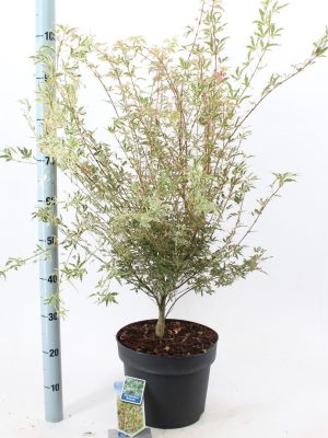 Acer palmatum 'Butterfly' - Vaxtinredarna.se