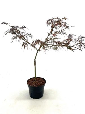 Acer palmatum 'Crimson Queen' - Vaxtinredarna.se