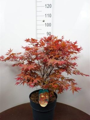 Acer palmatum 'Deshojo' - Vaxtinredarna.se