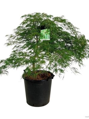 Acer palmatum 'Dissectum' - Vaxtinredarna.se