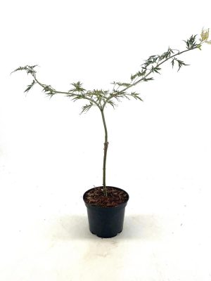 Acer palmatum 'Dissectum' - Vaxtinredarna.se