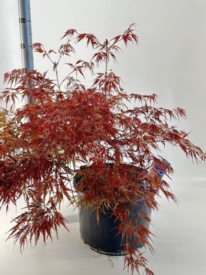 Acer palmatum 'Garnet' - Vaxtinredarna.se