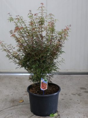 Acer palmatum 'Jerre Schwartz' - Vaxtinredarna.se