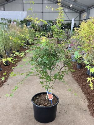 Acer palmatum 'Katsura' - Vaxtinredarna.se