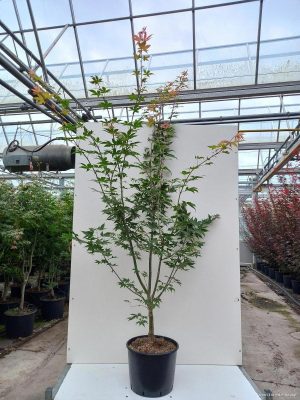 Acer palmatum 'Osakazuki' - Vaxtinredarna.se