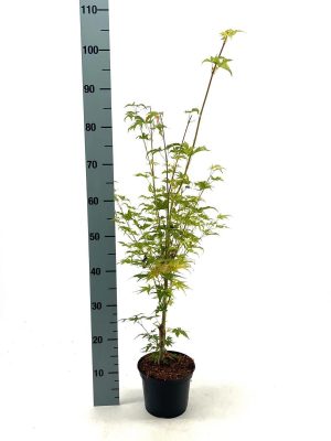 Acer palmatum 'Sangokaku' - Vaxtinredarna.se