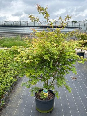 Acer palmatum 'Sangokaku' - Vaxtinredarna.se