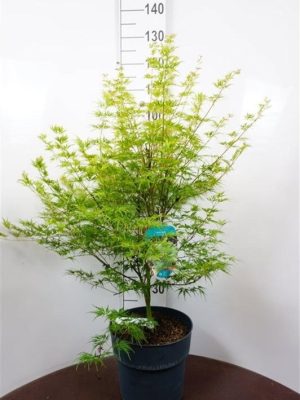 Acer palmatum 'Seiryu' - Vaxtinredarna.se