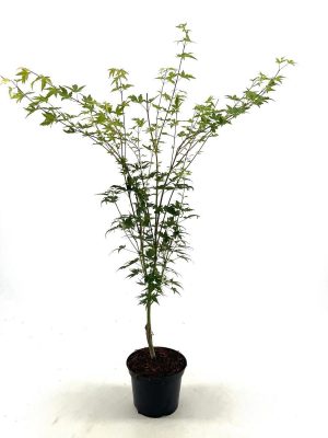 Acer palmatum 'Silhouette' - Vaxtinredarna.se