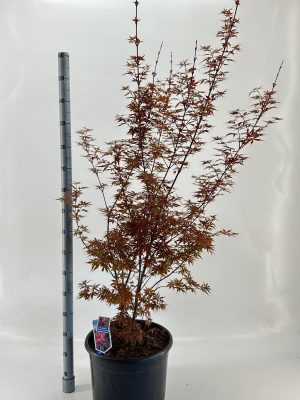 Acer palmatum 'Skeeters Broom' - Vaxtinredarna.se