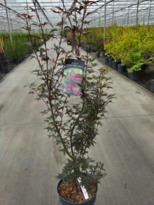 Acer palmatum 'Skeeters Broom' - Vaxtinredarna.se
