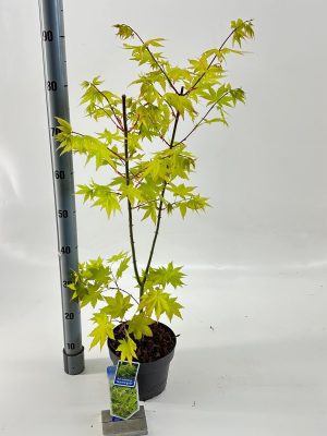 Acer palmatum 'Summer Gold' - Vaxtinredarna.se